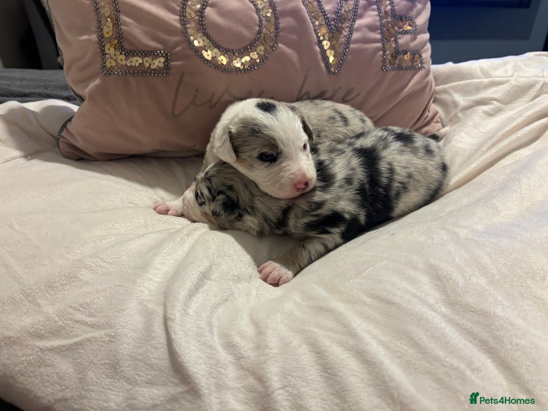 Border Collie dogs for sale: Border collie puppy’s ready to reserve  - Image 33