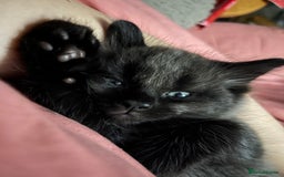 Mixed Breed cats for sale: 1 handsome boy for sale - Image 8