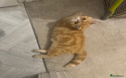 Exotic cats for sale: Exotic shorthaired Persian female - Image 7