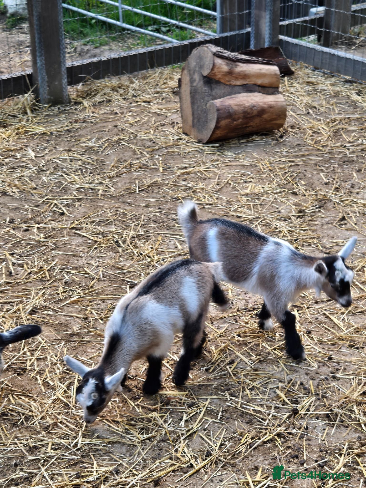 Goats livestock Pretty Pure Bred Disbudded Pygmy Nanny Kids  - Advert 2