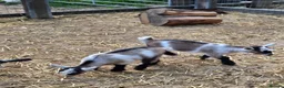 Goats livestock for sale: Pretty Pure Bred Disbudded Pygmy Nanny Kids  - Advert 2