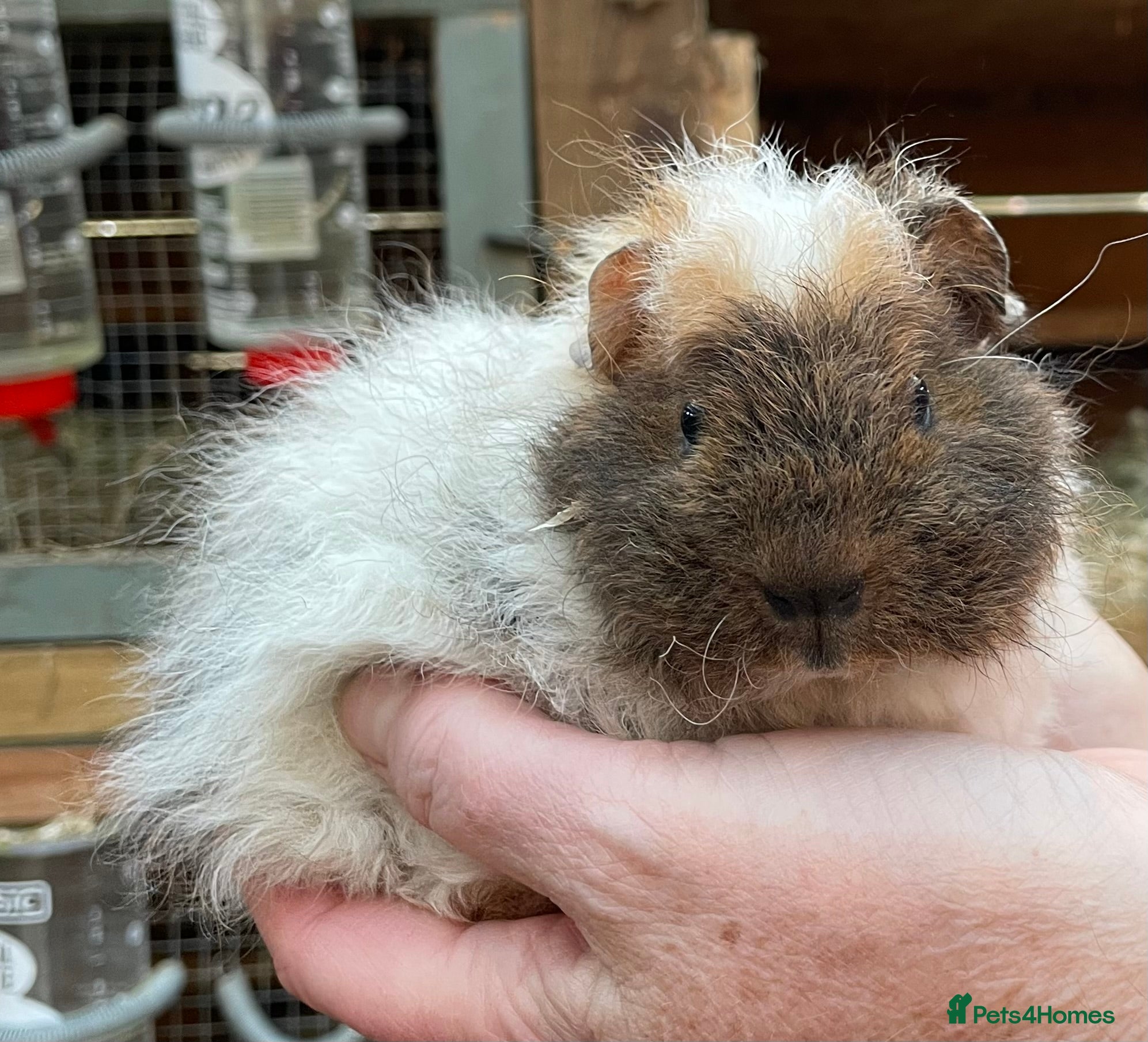 Guinea Pig rodents Sweet natured baby guinea pigs  - Advert 1