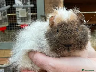 Guinea Pig rodents Sweet natured baby guinea pigs - Advert 1