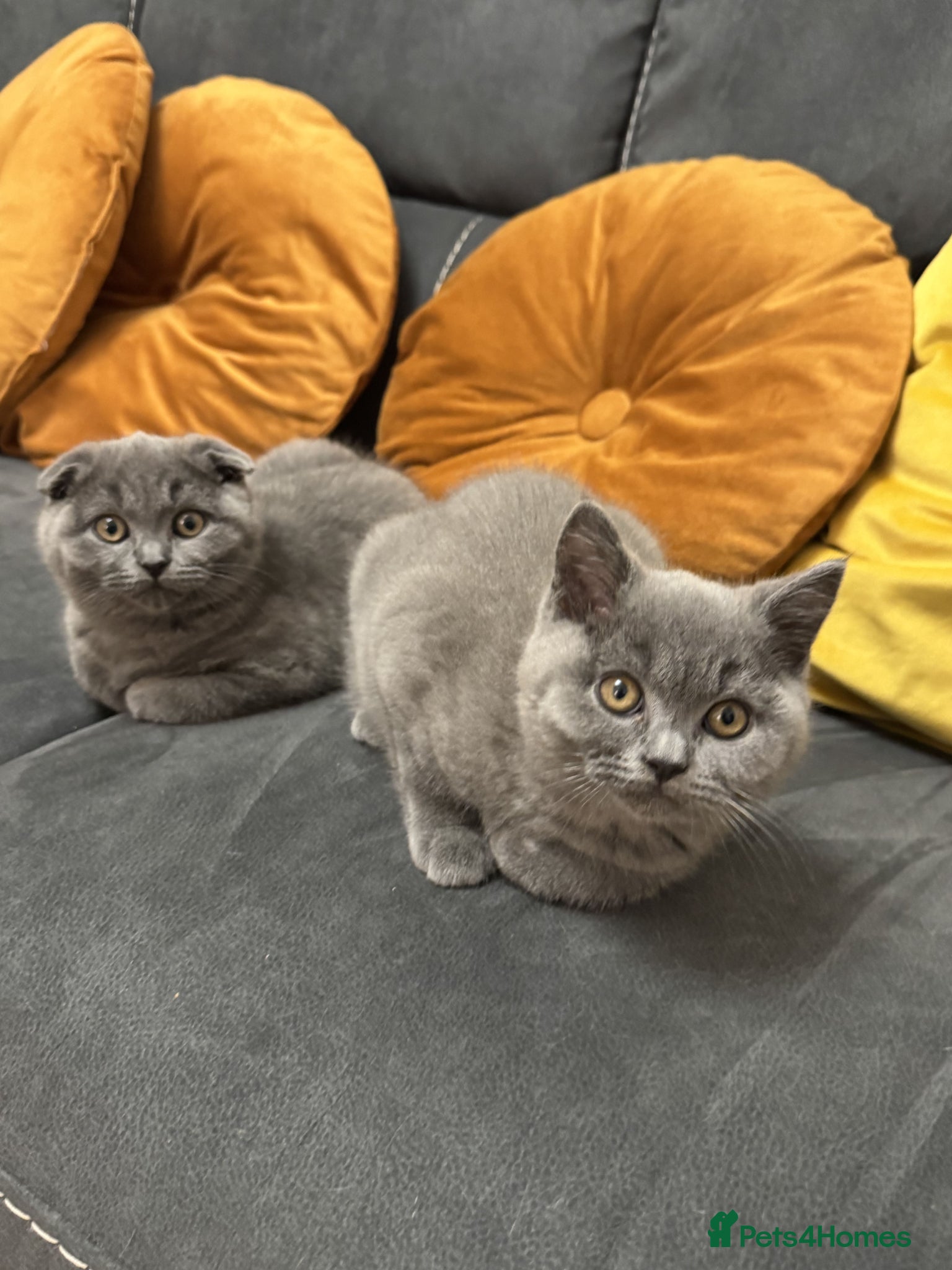 British Shorthair cats Kittens Scottish Fold x British Shorthair mix 🐾 - Advert 1