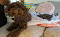 Cockapoo dogs for sale: 4 males and 1 female, chocolate coated cockerpoos  - Image 20