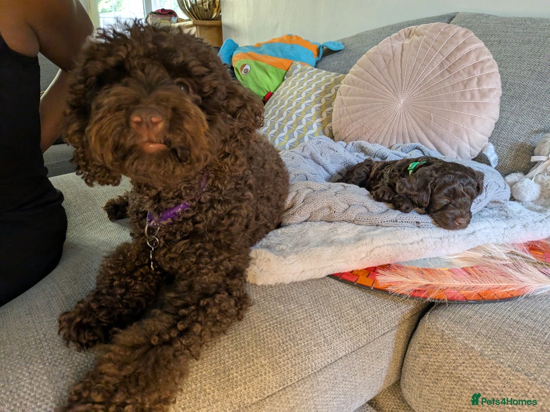 Cockapoo dogs for sale: 4 males and 1 female, chocolate coated cockerpoos  - Image 20