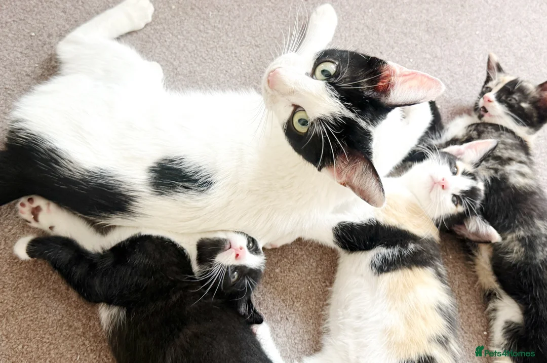 Mixed Breed cats for sale: Adorable kittens looking for their forever homes  - Advert 9