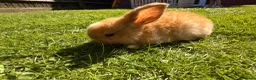 Mini Lop rabbits for sale: Beautiful Mini Lop baby rabbits - Advert 6