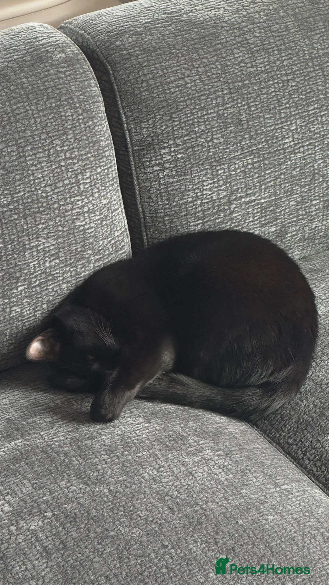 Mixed Breed cats for sale: Energetic Black Cat Looking for Active Loving Home - Advert 24