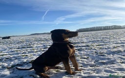 Mixed Breed dogs for sale: 🐾 Loving Dog Looking For His Forever Home 🐾 - Image 5