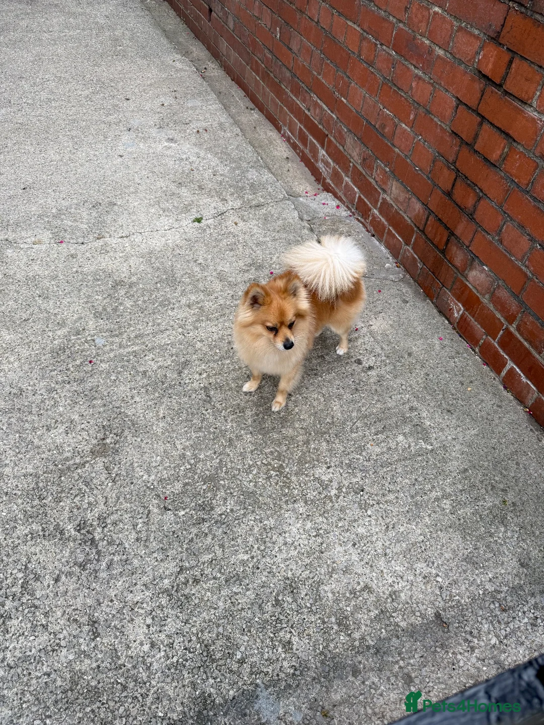 Pomeranian dogs for sale: Zylo Looking for a Loving Home - Advert 4
