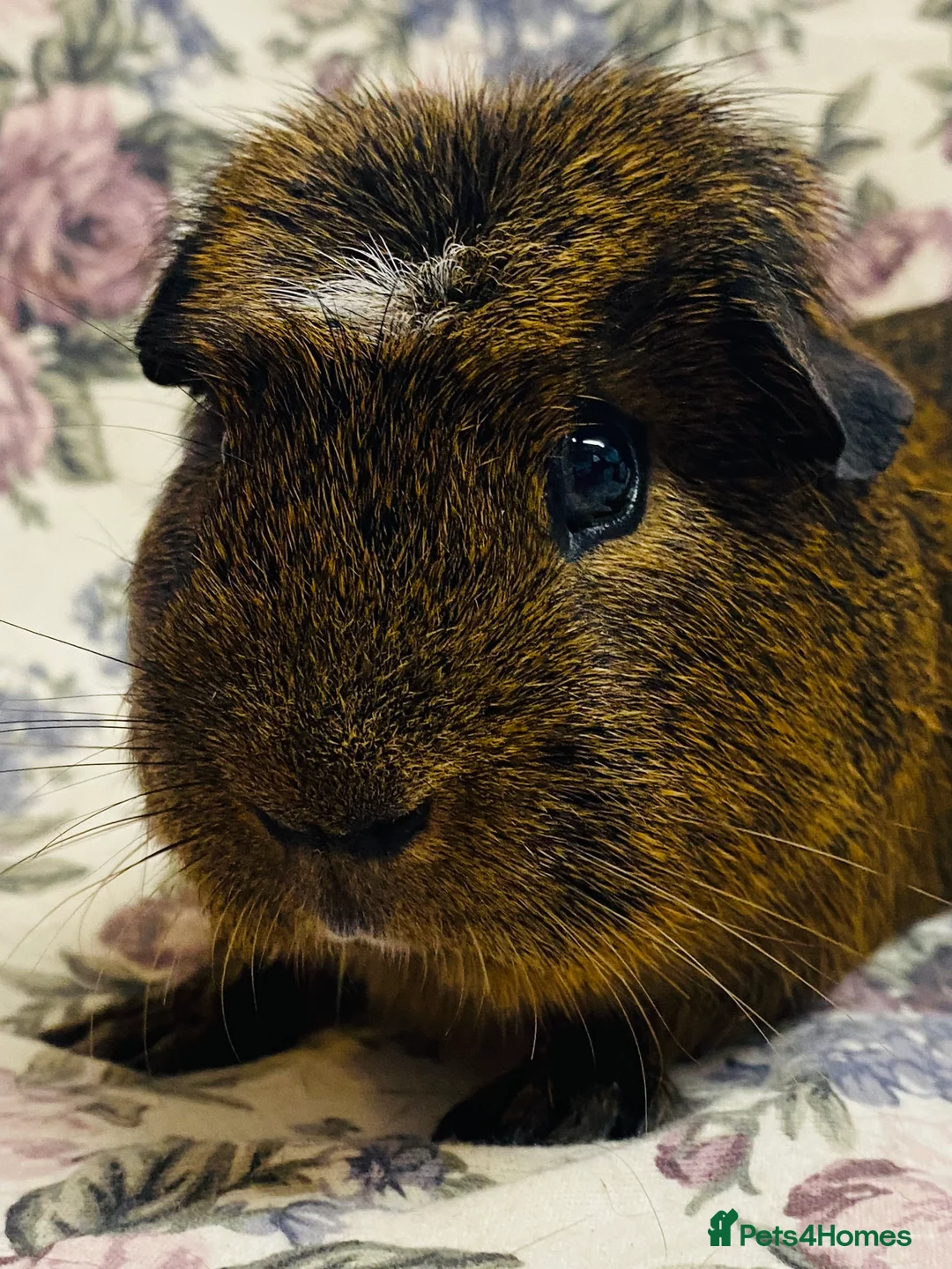 Guinea Pig rodents for sale: Pretty mix of male guineapig babies and youngsters - Advert 25