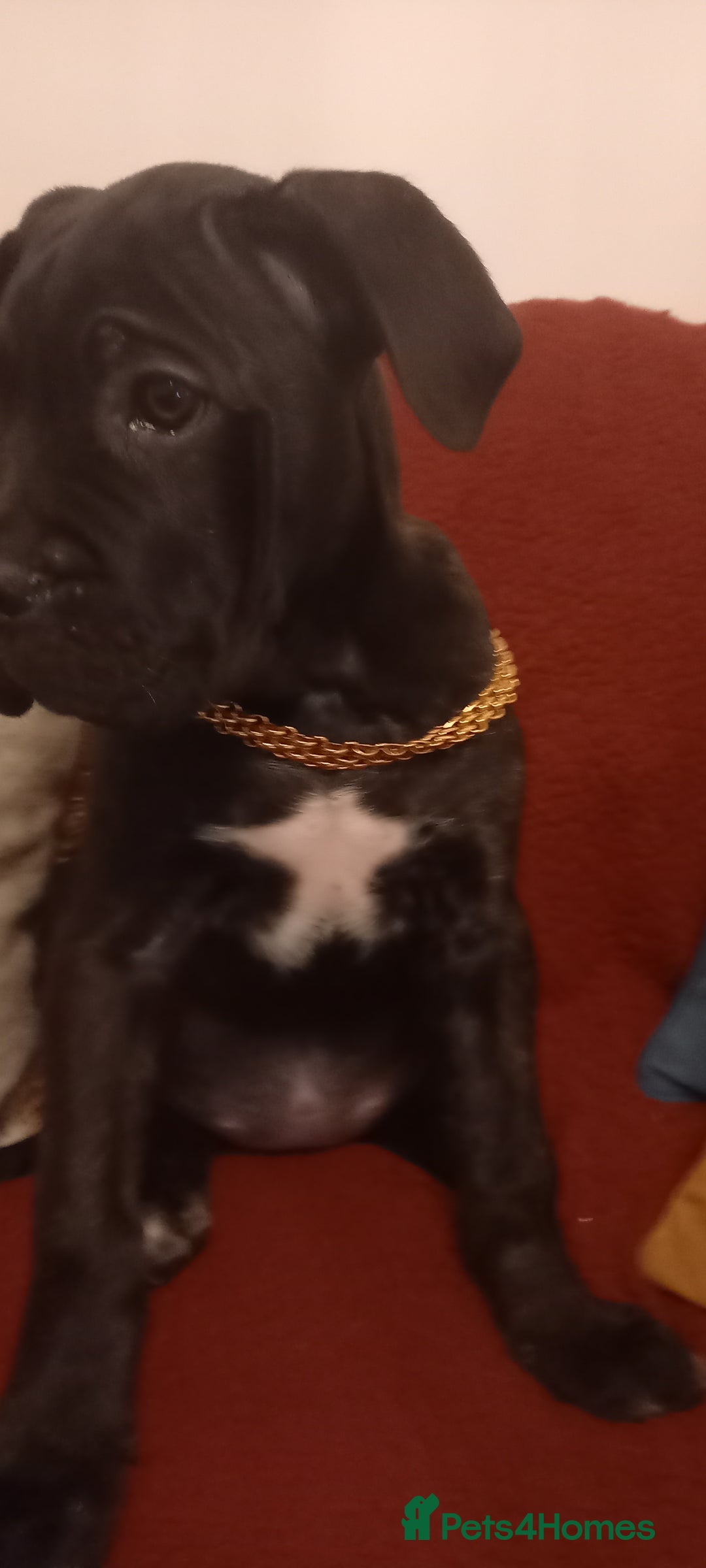 Cane Corso dogs for sale: ANNOUNCEMENT ONLY UK LITTER DEL DYRIUM LINES  🖤  - Advert 38