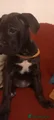 Cane Corso Puppy 9