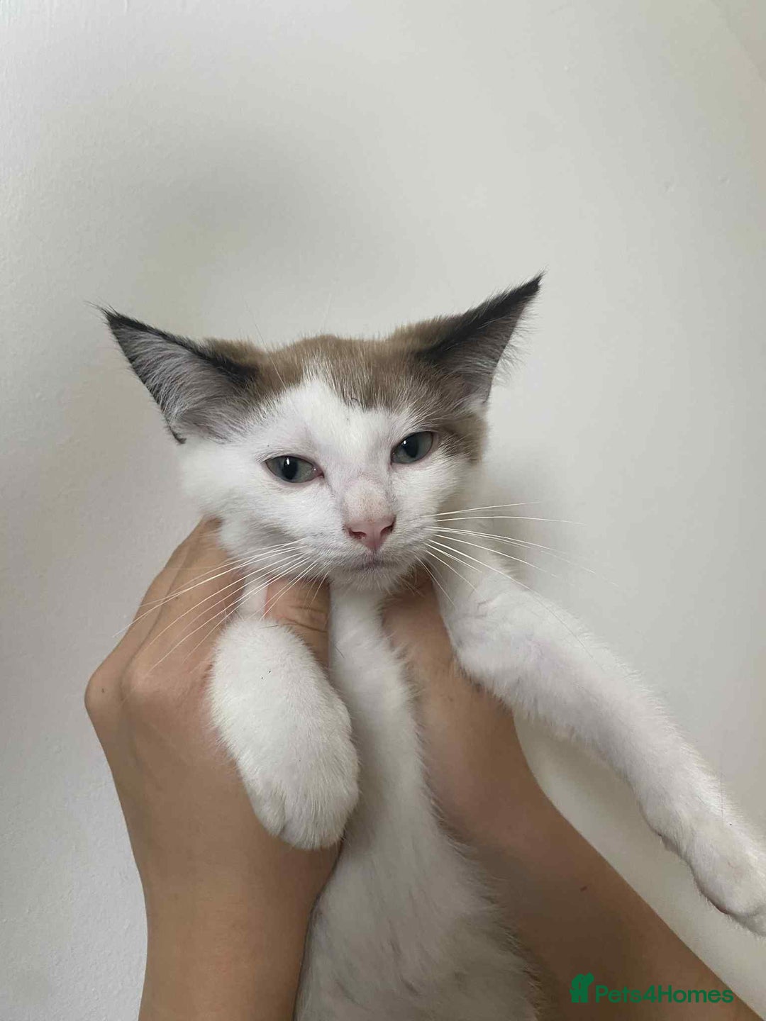 Snowshoe cats for sale: 🐾Gorgeous Kittens Ready for Forever Homes 🏡✨ - Image 3
