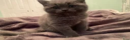 British Shorthair cats for sale: The Most Beautiful Angel on Earth🌸Pedigree BHS - Advert 21