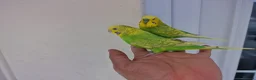 Budgerigars birds for sale: Super silly hand tamed baby budgies  - Advert 13