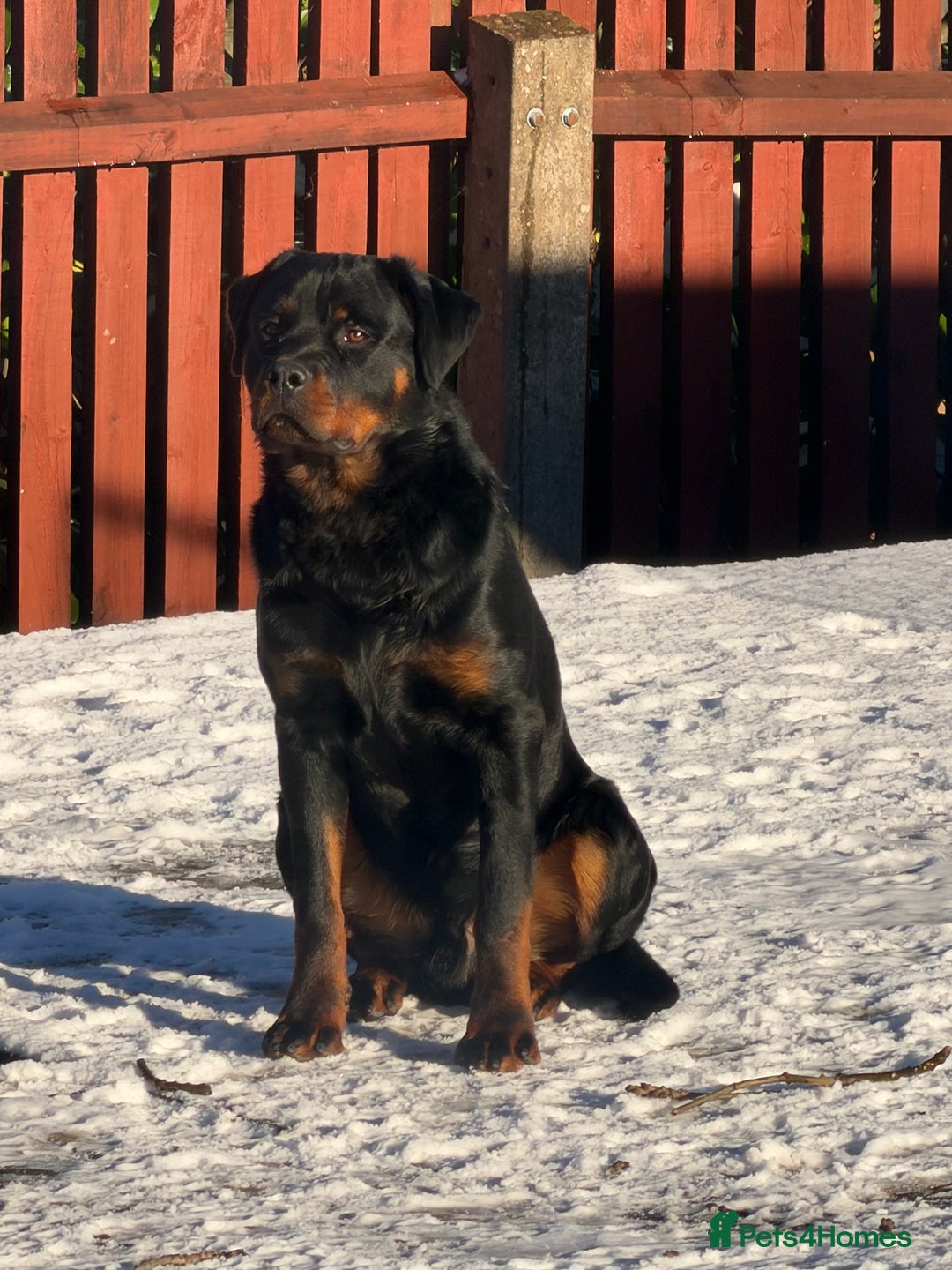 Rottweiler dogs for sale: Champion Bloodline Old School Rottweiler! - Advert 1
