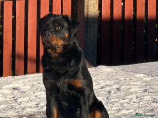 Rottweiler dogs Champion Bloodline Old School Rottweiler! - Advert 4