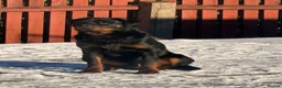 Rottweiler dogs for sale: Champion Bloodline Old School Rottweiler! - Advert 1