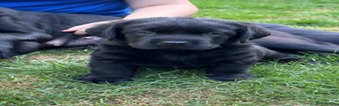 Labrador Retriever 3