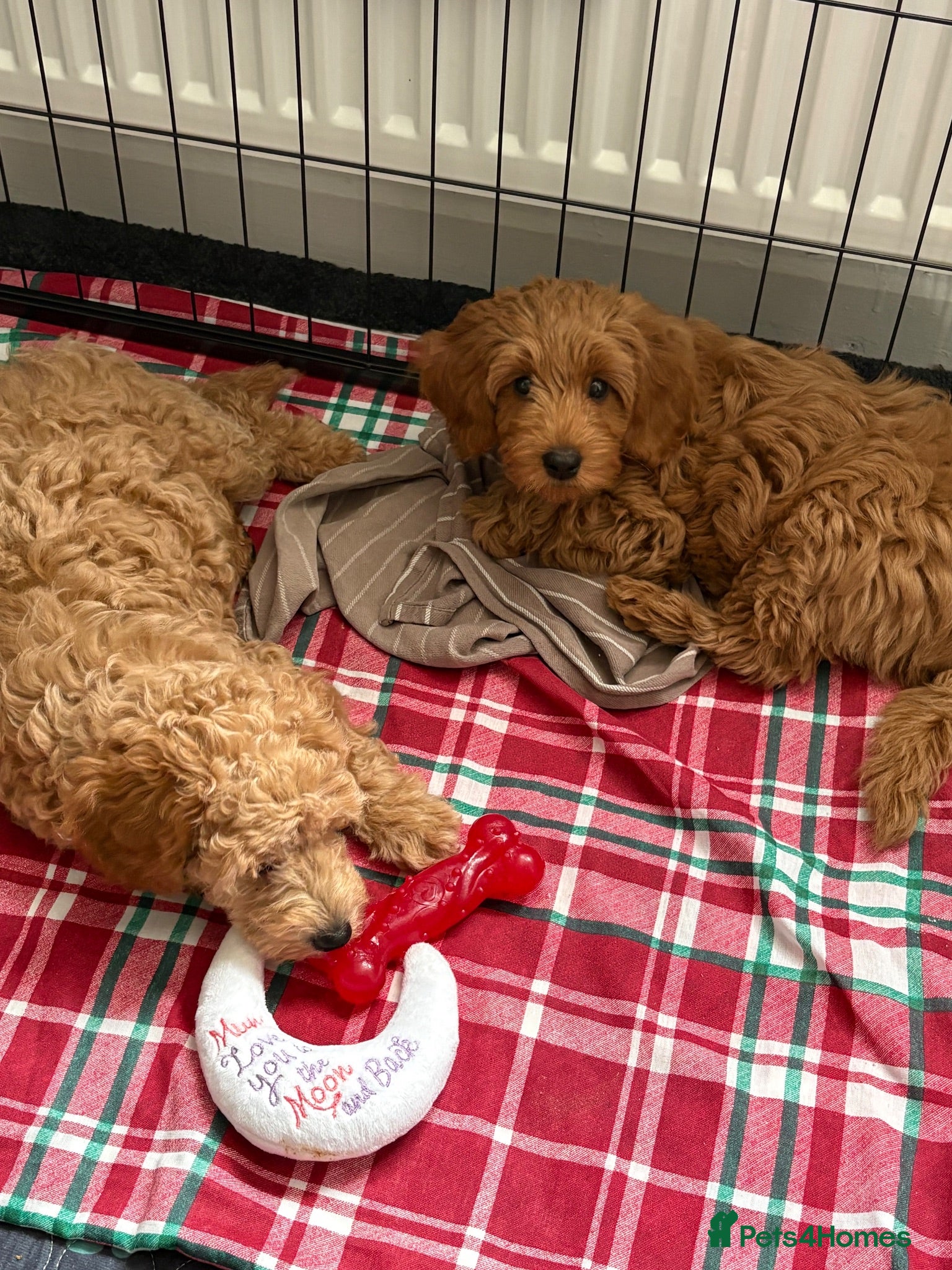 Cavapoo dogs F1b Cavapoo Puppies 1 Boy,2 Girls - Advert 16