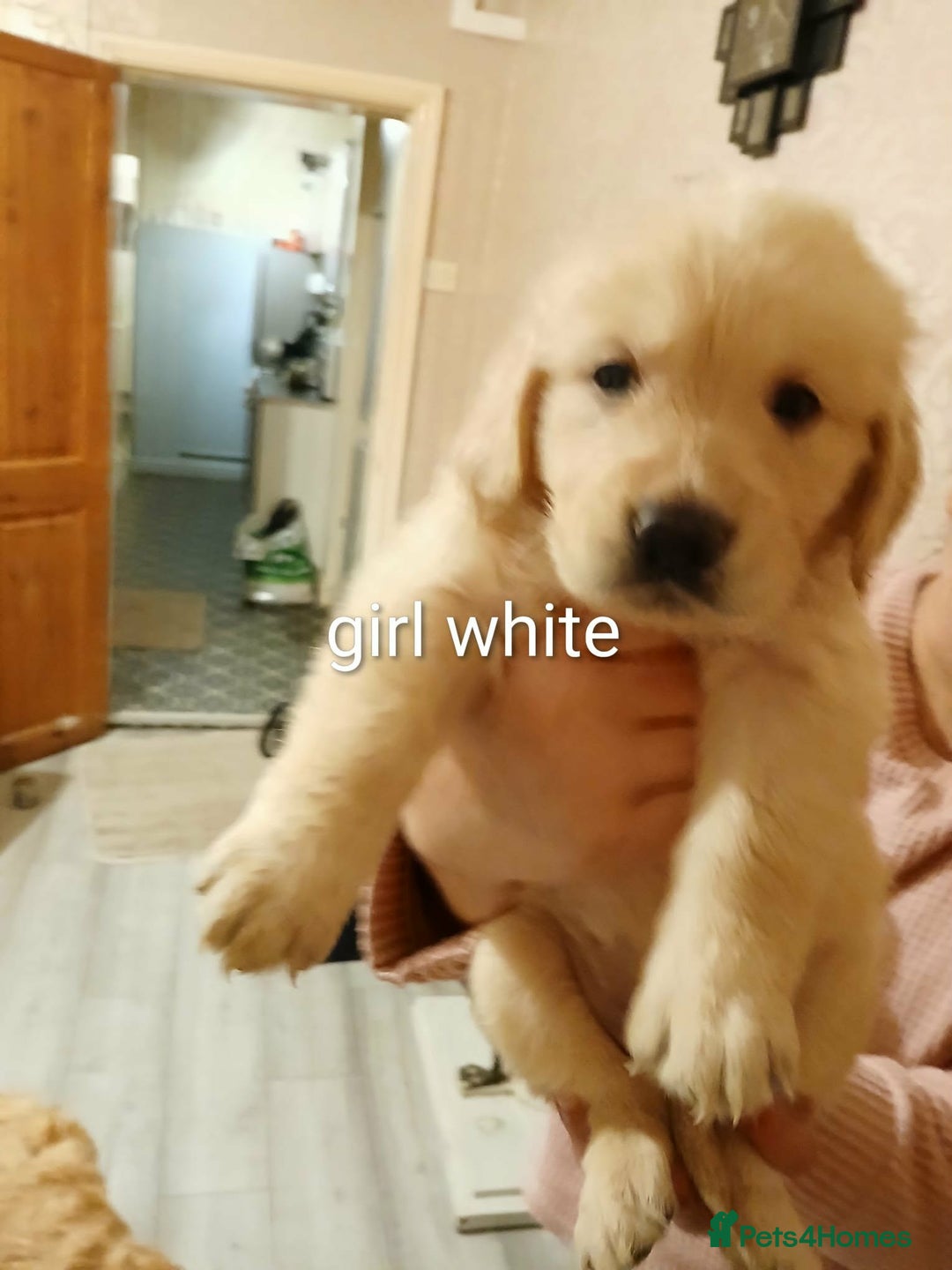 Golden Retriever dogs for sale: Beautiful Golden Retriever Puppies - Advert 10