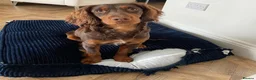 Sprocker dogs for sale: F1 Sprocker puppies.  - Advert 7