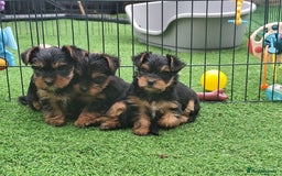 Yorkshire Terrier dogs for sale: Beautiful Mini Yorkshire Terrier puppies - Image 11