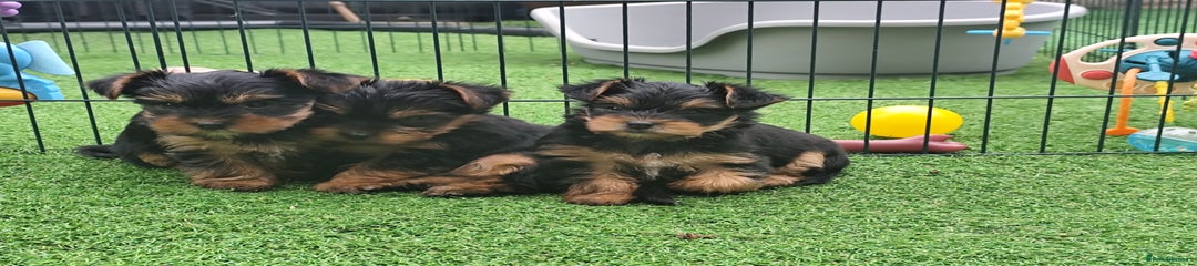 Yorkshire Terrier Puppy 2