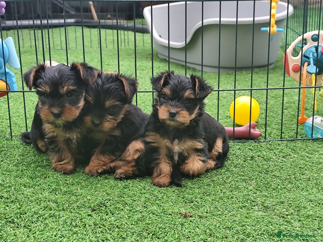 Yorkshire Terrier dogs for sale: Beautiful Mini Yorkshire Terrier puppies - Image 11