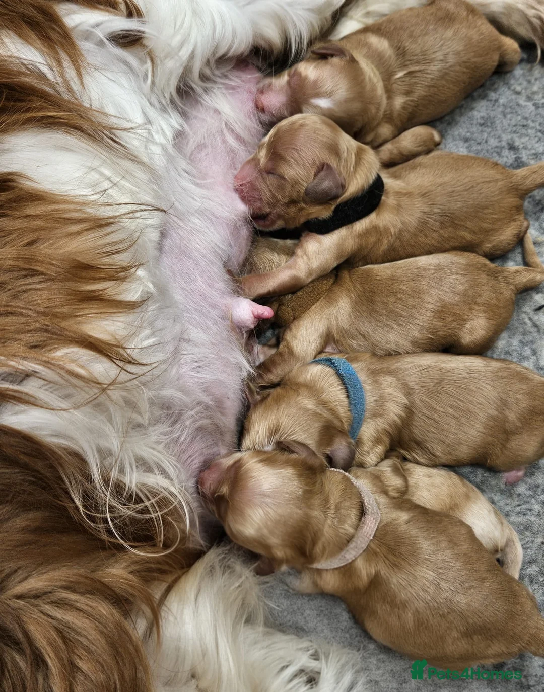 Cavapoo dogs for sale: Stunning red cavapoo puppies  - Advert 4