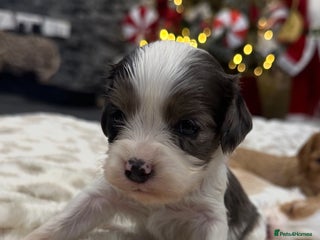 Cavapoo dogs ** RARE CAVAPOO PUPPIES DNA 🧬 CLEAR ** - Advert 5