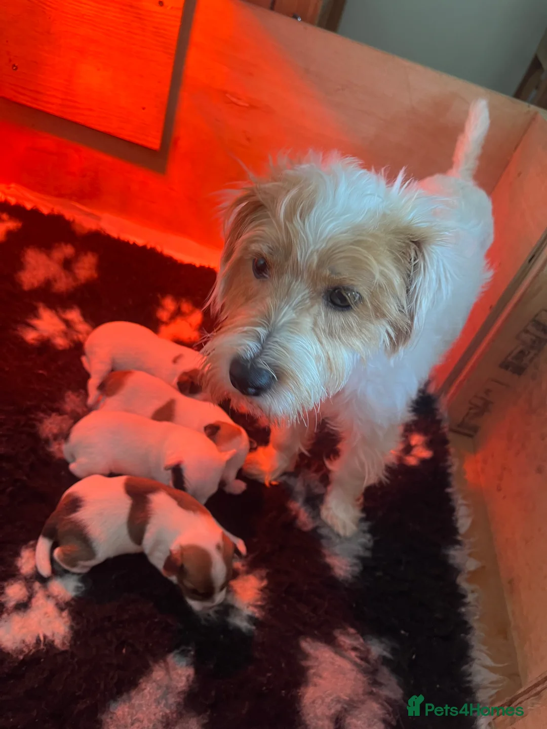 Mixed Breed dogs for sale: Jack x Parson Russell Terriers - Advert 2
