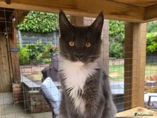 Maine Coon cats Beautiful Maine Coon kittens - Advert 1