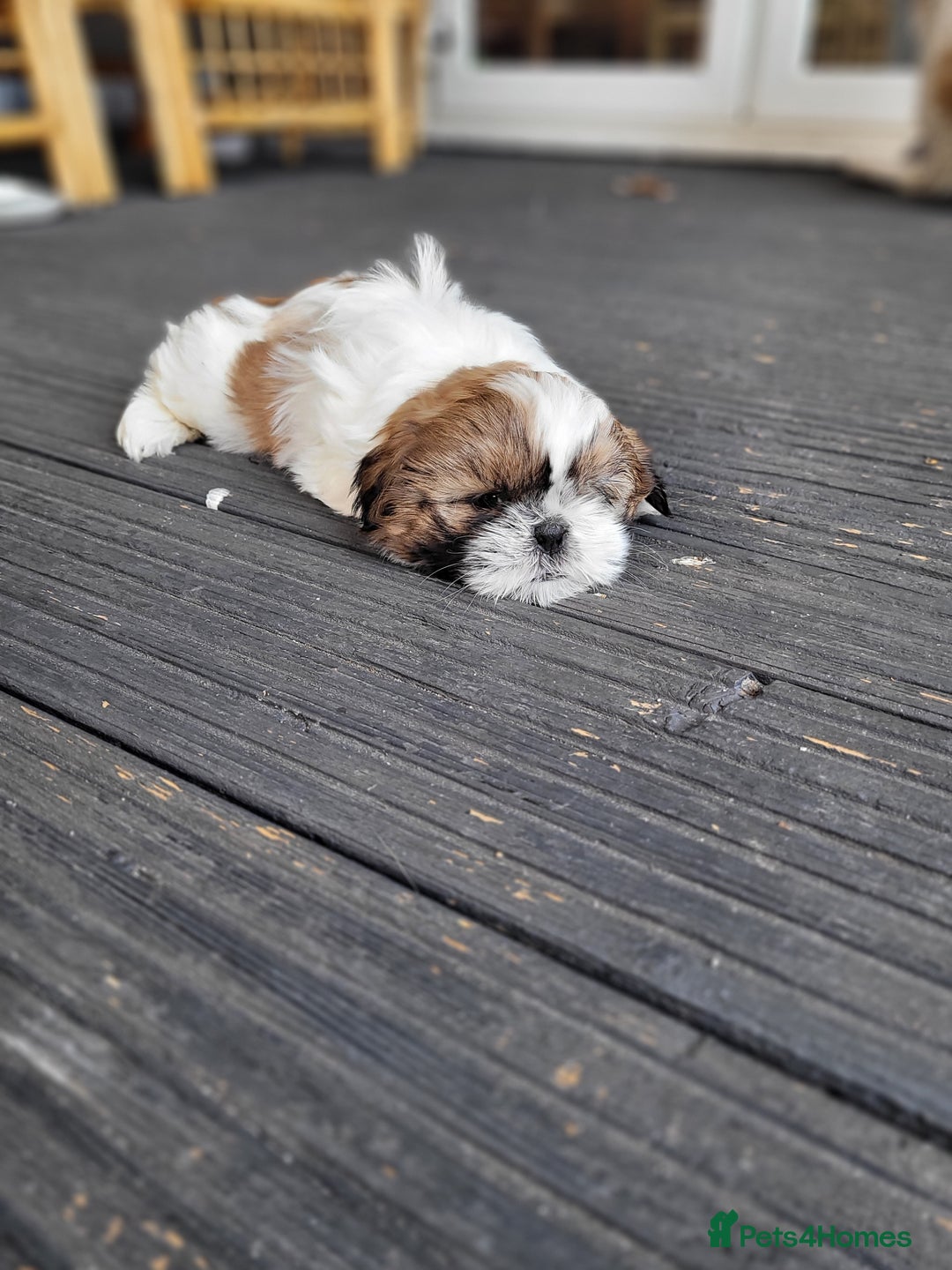 Shih Tzu dogs for sale: Lovely, most adorable, cutest puppy in town - Image 5