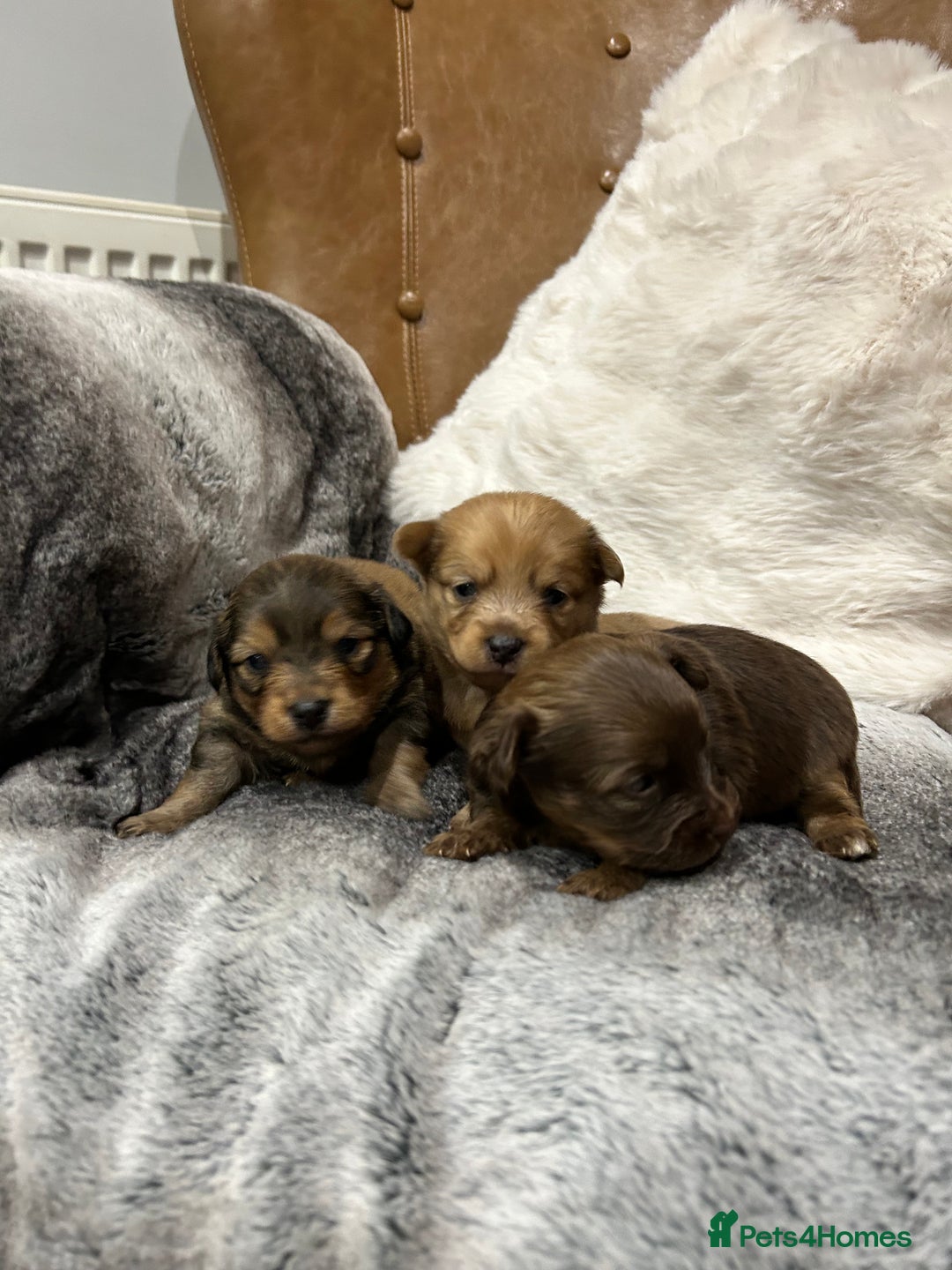 Mixed Breed dogs for sale: Miniature Dauchshund/ Pomeranian puppies for sale - Advert 9