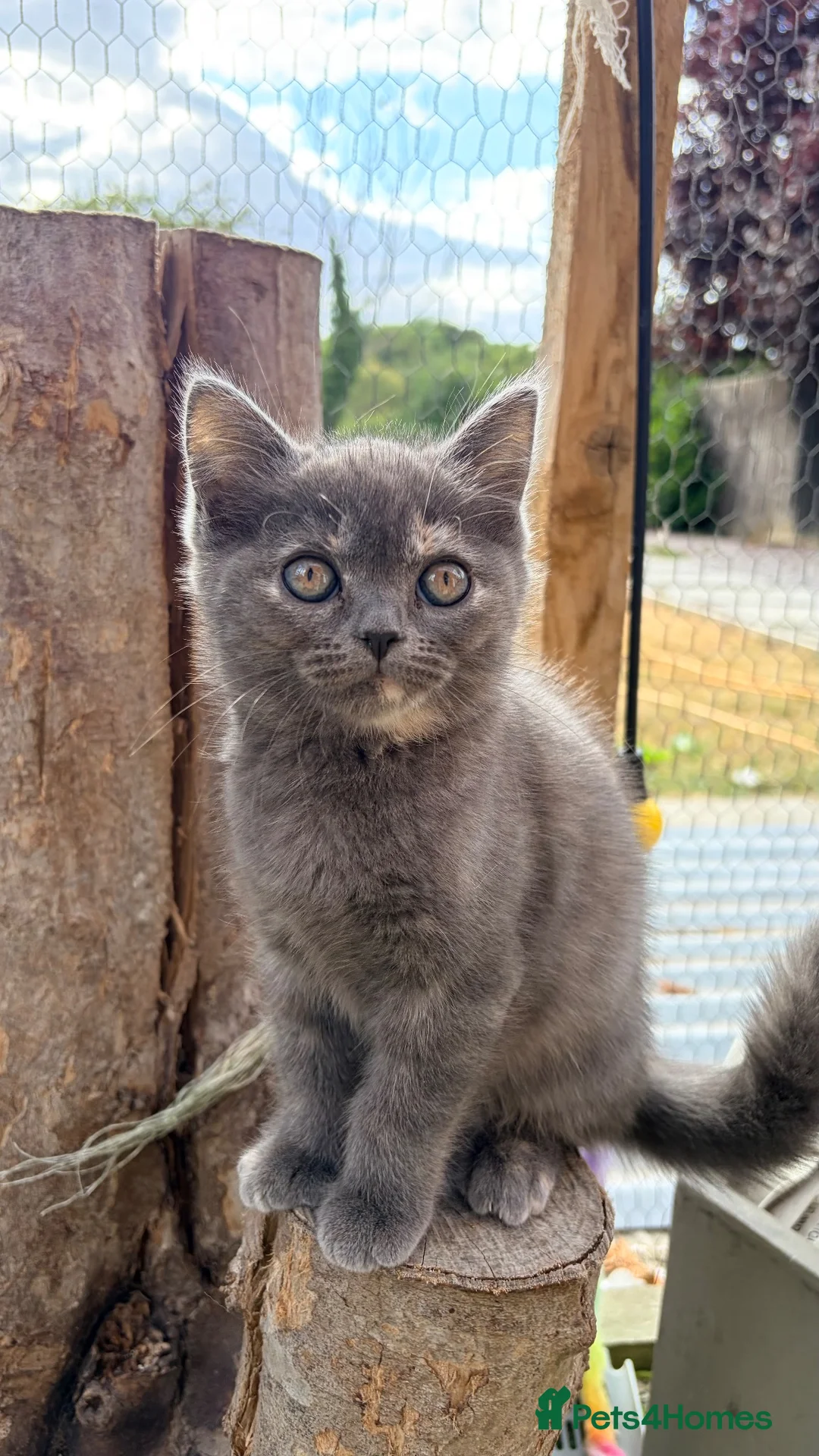 Scottish Fold cats for sale: Scottish fold x raggamuffin  - Advert 18
