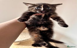 Mixed Breed cats for sale: Amiable bengal mix tabby kittens - Image 24