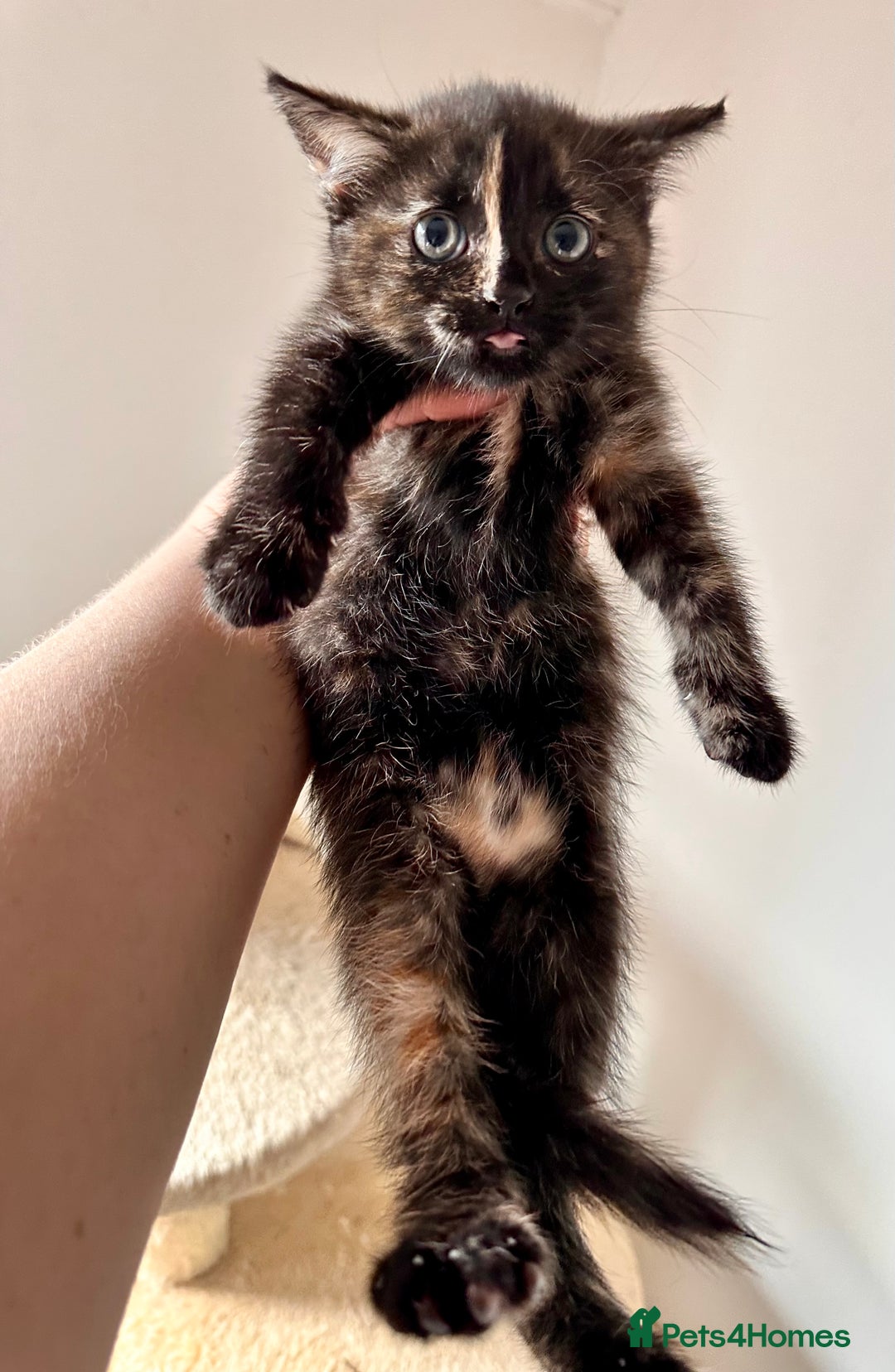 Mixed Breed cats for sale: Amiable bengal mix tabby kittens - Image 24