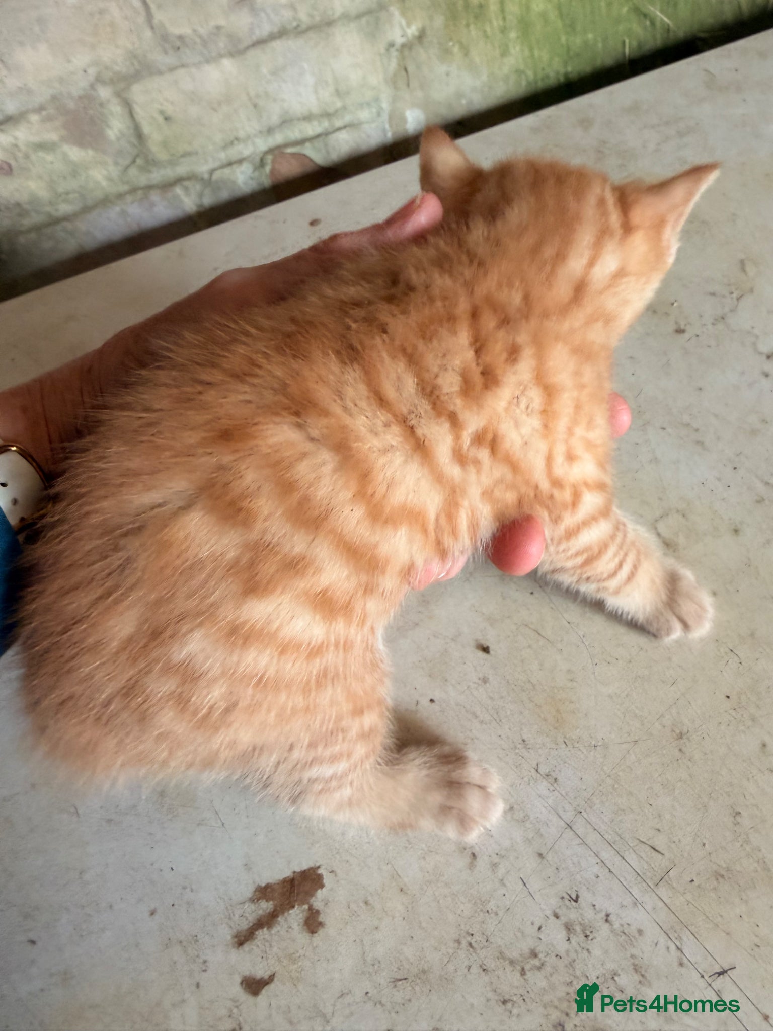 Mixed Breed cats for sale: Ginger kittens (part Bengal) - Advert 11