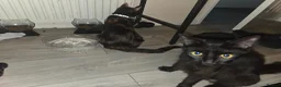 Mixed Breed cats for sale: 8 kittens for homes 4 boys 3 girls - Advert 2