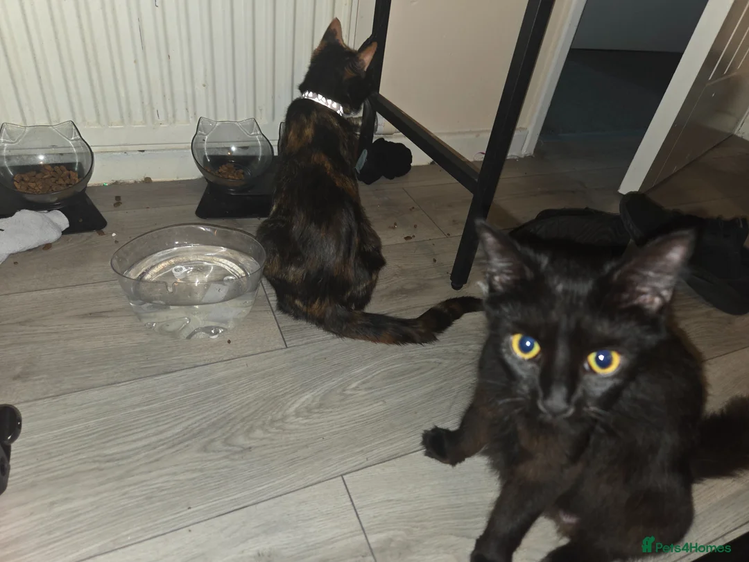 Mixed Breed cats for sale: 8 kittens for homes 4 boys 3 girls - Advert 2