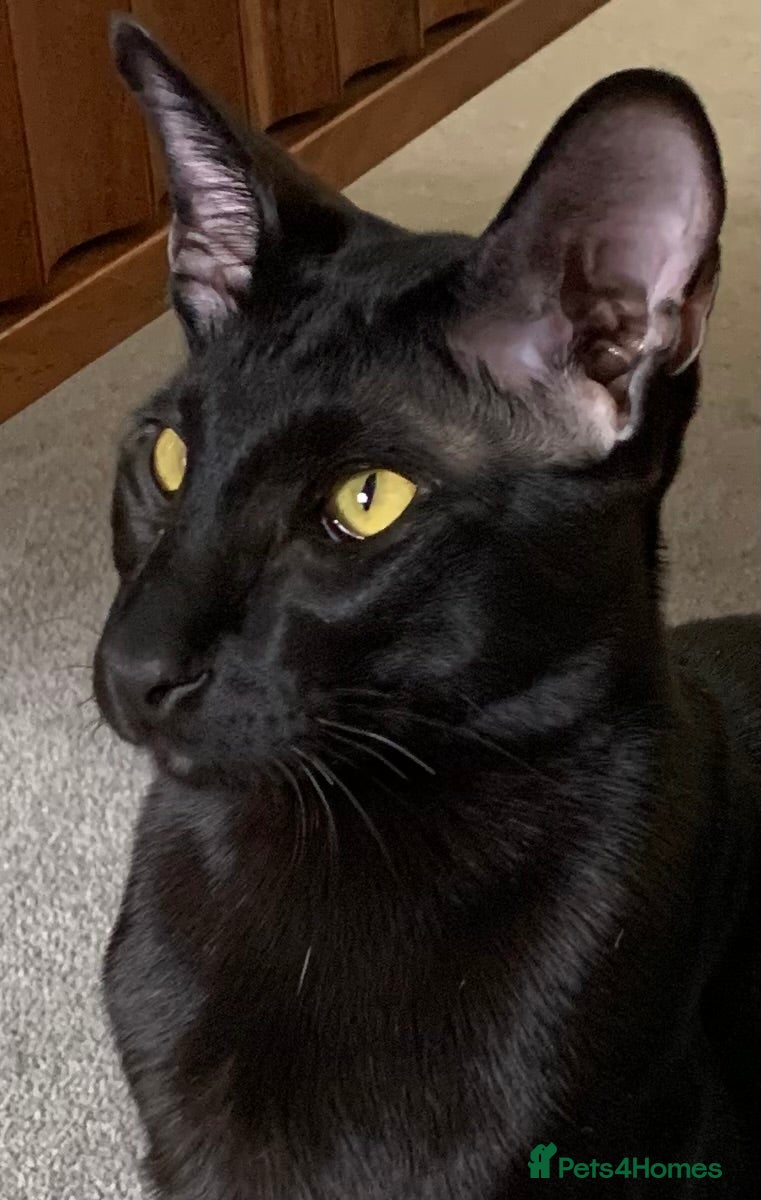 Oriental cats Stunning 9m Black Oriental Boy - Advert 4