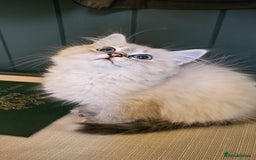 Siberian cats for sale: Gorgeous Pure Siberian Kittens For Sale  - Image 7
