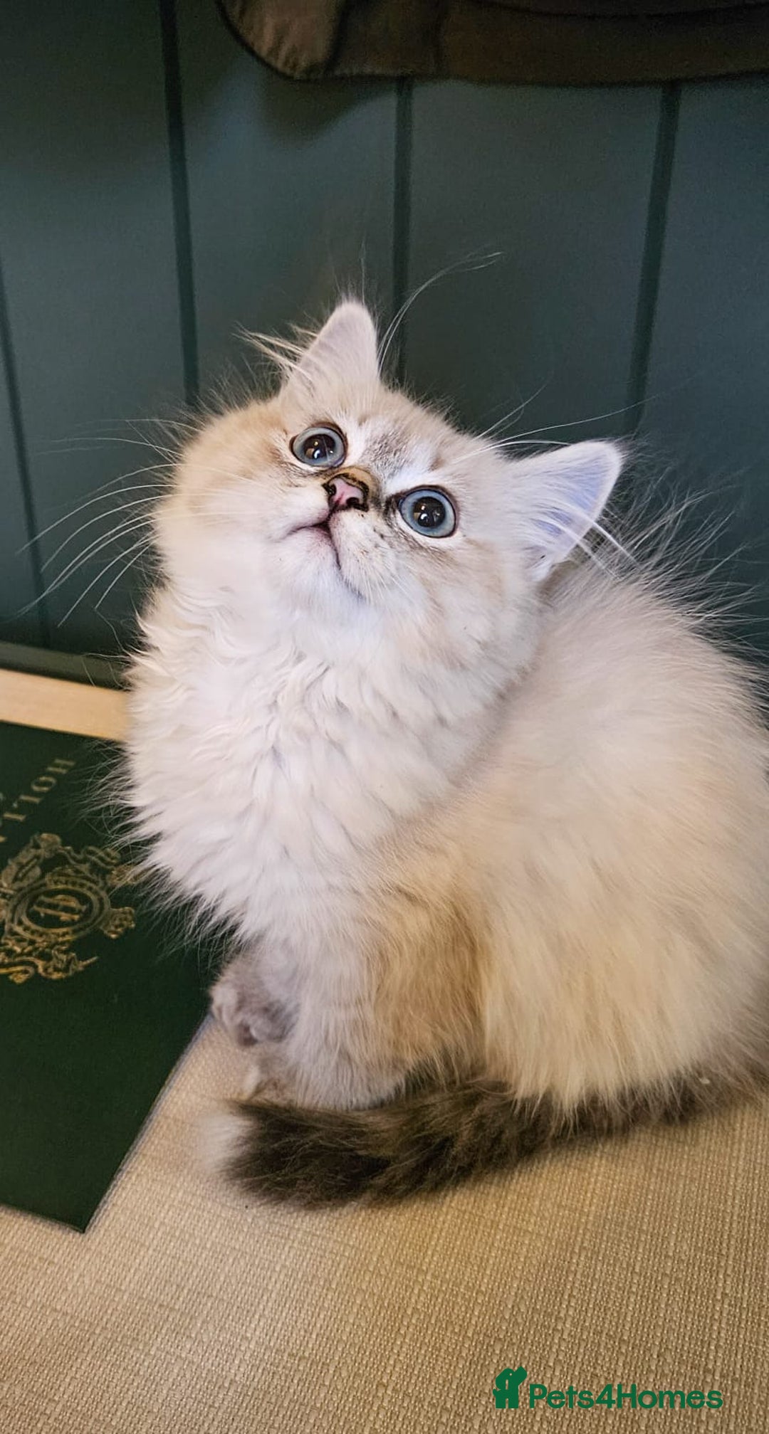 Siberian cats for sale: Gorgeous Pure Siberian Kittens For Sale  - Image 7
