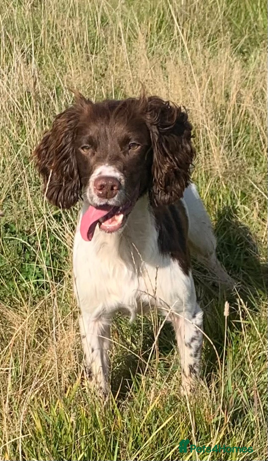 English Springer Spaniel dogs for stud: HEALTH TESTED FTCH bred springers for stud - Image 9