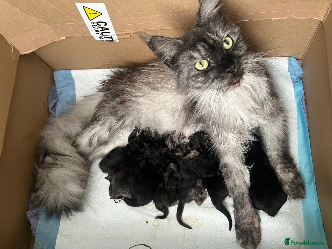 Mixed Breed cats for sale: Maine coon x ragdol - Advert 1
