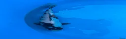 Koi Carp fish for sale: 2 koi for sale  - Advert 1