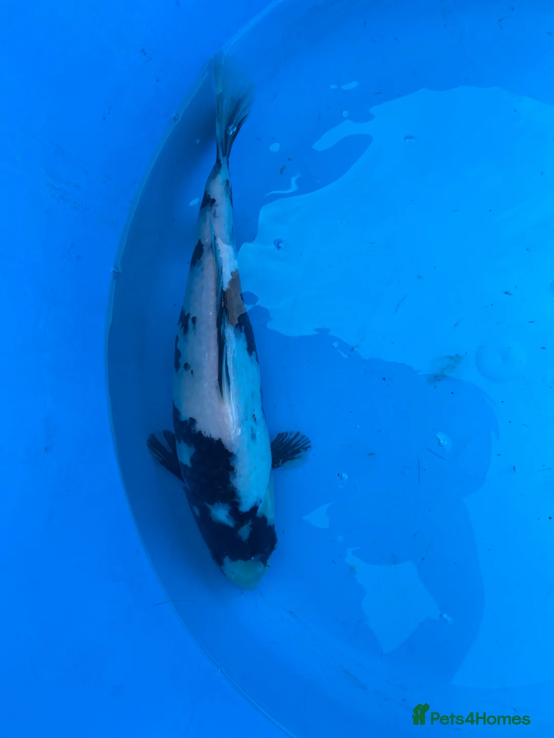 Koi Carp fish for sale: 2 koi for sale  - Advert 1